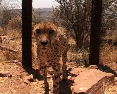 【動画】狩猟と保護は持ちつ持たれつ、ナミビアの野生動物事情