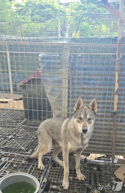 韓国・瑞山で脱走した狼犬、4匹のうち1匹が自ら農場に戻る
