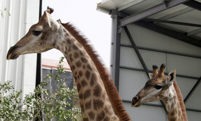 イスラエルのサファリパークで2匹の雄キリンお披露目