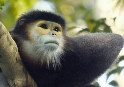 絶滅危惧のサル2種、カンボジアの保護区で多数生息 米保護協会