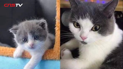 注目の中国クローンペット産業 生命の復活は可能か