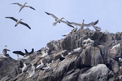 英イングランド、全家禽の屋内飼育命令 鳥インフル対策で
