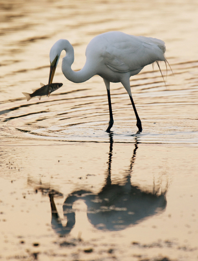 水辺楽しむシラサギ、米フロリダ州