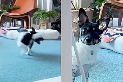 韓国の保護犬「ムニ」、しっぽ追いかけ動画にSNSで反響