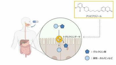 【昭和医科大学】抗精神病薬が腸内細菌酵素の活性を制御― アリピプラゾールの新たな作用機序の可能性を示唆 ―