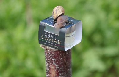 「大地の味」、カタツムリのキャビアで成功つかむ 伊新興企業