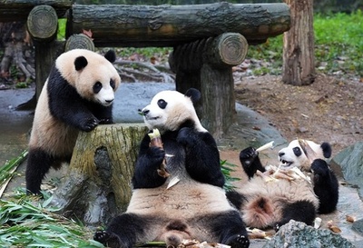 中国がパンダ保護に綿陽基地を追加 最初の13頭が到着