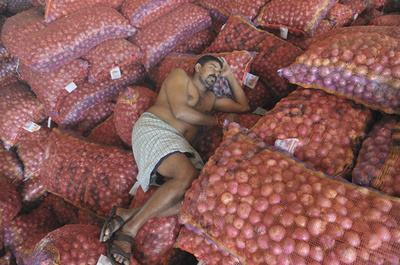 【今日の1枚】タマネギのベッド、程よい刺激