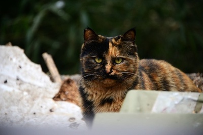 いまやインターネットの人気猫 北京・臥佛寺「流浪の猫」