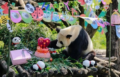 ケーキありがとう！ パンダのタオタオ、13歳の誕生日