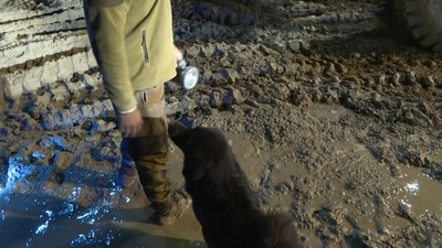 動画:捜索活動続く現場を離れようとしない犬 インド氷河決壊