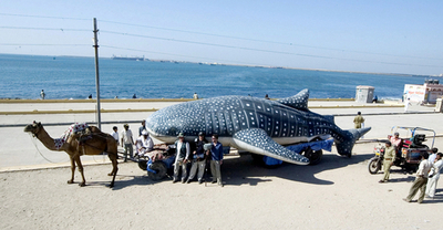 「世界サメの日」、サメの実物大模型をラクダで搬送