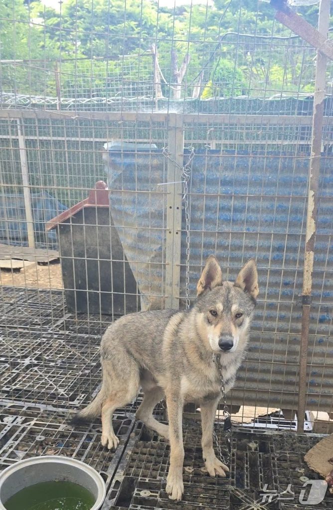 個人飼育場から逃げ出した狼犬(c)news1