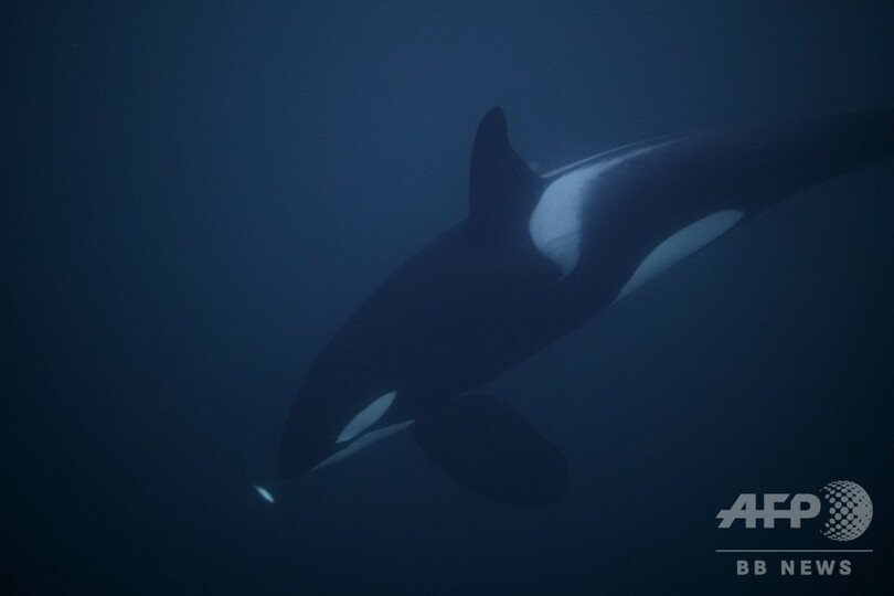 ノルウェーのシャチ、気候変動で北上余儀なく