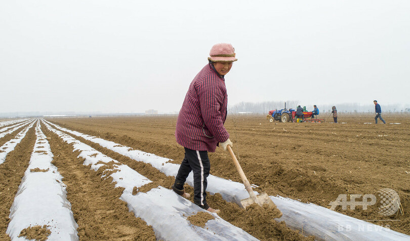 ザクロとジャガイモのリレー栽培 江蘇で春季の耕作始まる