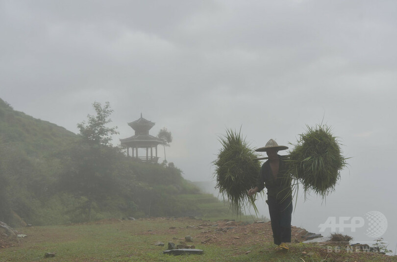 夏の棚田の農作業風景、貴州