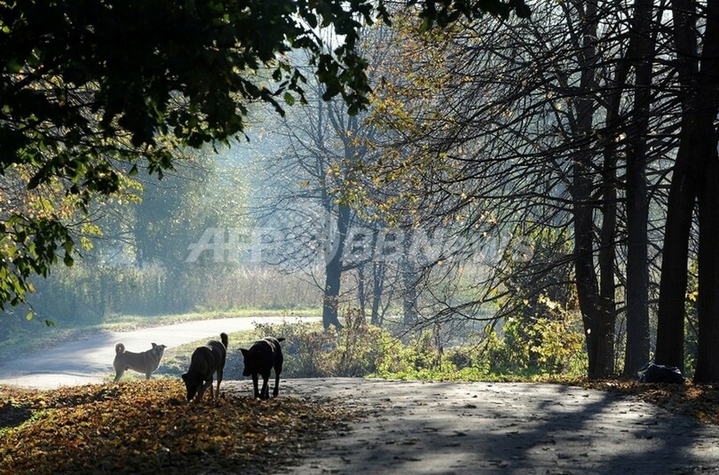 野良犬殺し運動「ドッグハンターズ」、動物愛護活動家らと対立 ロシア