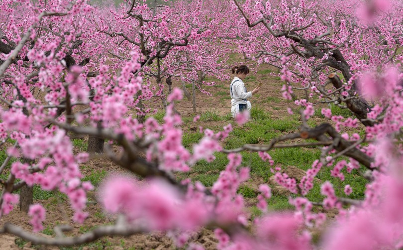 魅了されるピンクの風景 桃の花が満開 中国 西安市 写真6枚 国際ニュース Afpbb News