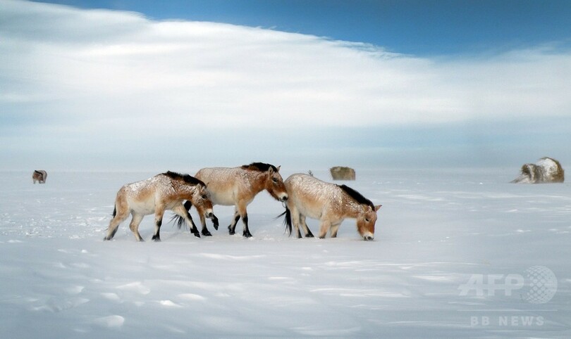 最後の野生馬、絶滅の縁からロシアの大草原に帰還