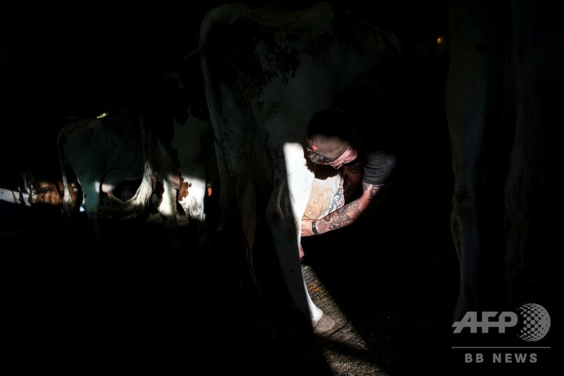 受刑者の更生に牛が一役、スウェーデンの農場刑務所