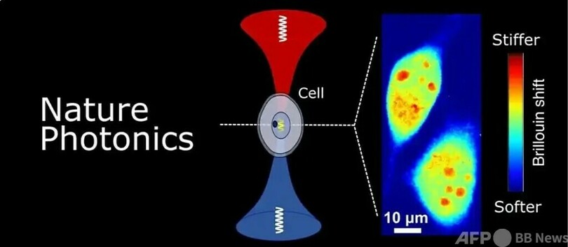 中国の科学者 高度な時間・空間分解能を備えたブリルアン顕微鏡の開発に成功