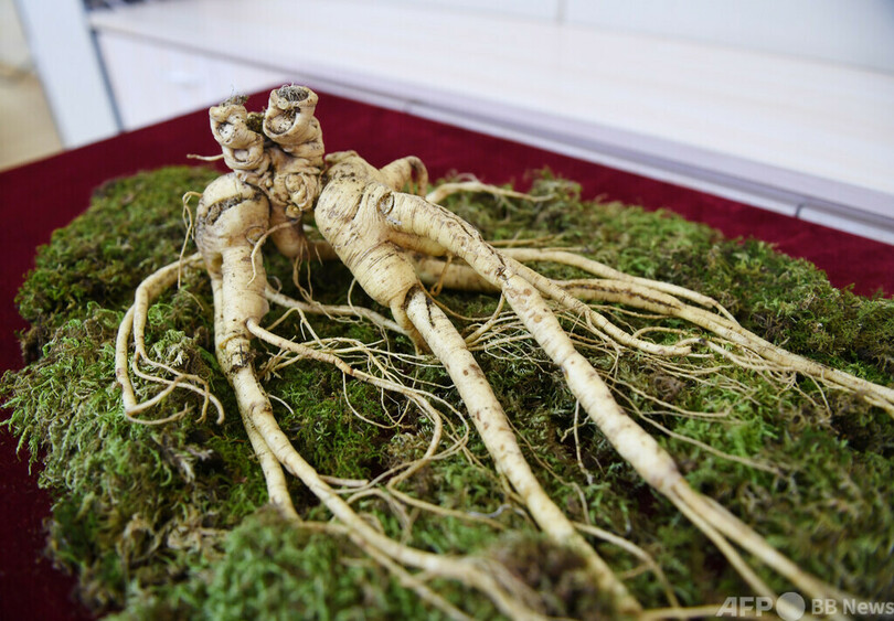 高麗人参は経済成長にも「効能」あり 世界最大の産地で振興プロジェクト 中国・吉林省