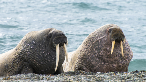 中世ノース人社会、セイウチ乱獲で衰退か 研究