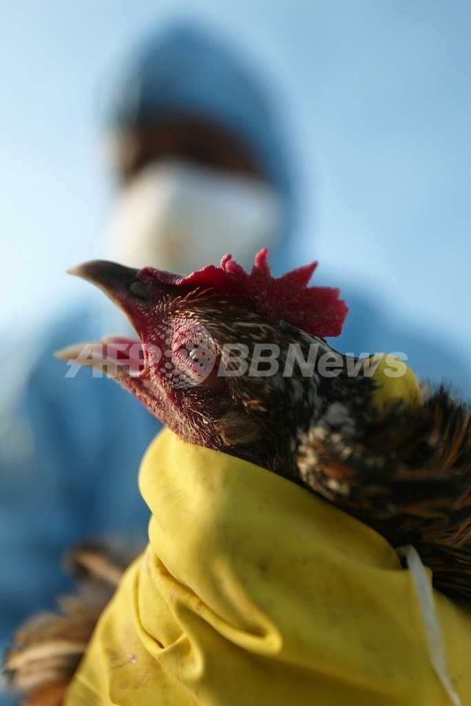 鳥インフルエンザウイルス、ヒトに感染しやすいように進化、米研究 鳥インフルエンザウイルス、ヒトに感染しやすいように進化、米研究