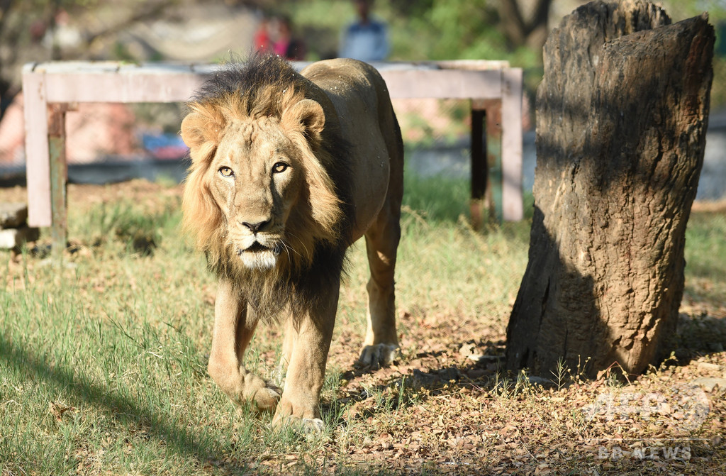 6メートルの壁よじ登り動物園に侵入、ライオンにかみ殺される インド 6メートルの壁よじ登り動物園に侵入、ライオンにかみ殺される インド