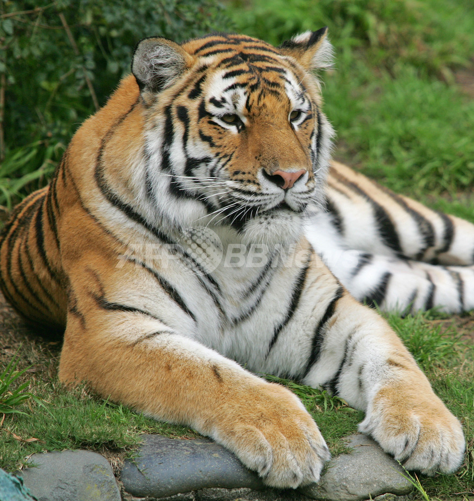 米動物園で来園者死傷のトラ、脱走は人為的か 米動物園で来園者死傷のトラ、脱走は人為的か