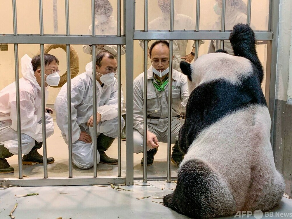 今日の1枚】病気のパンダのもとに中国から専門家、台湾 写真1枚 国際