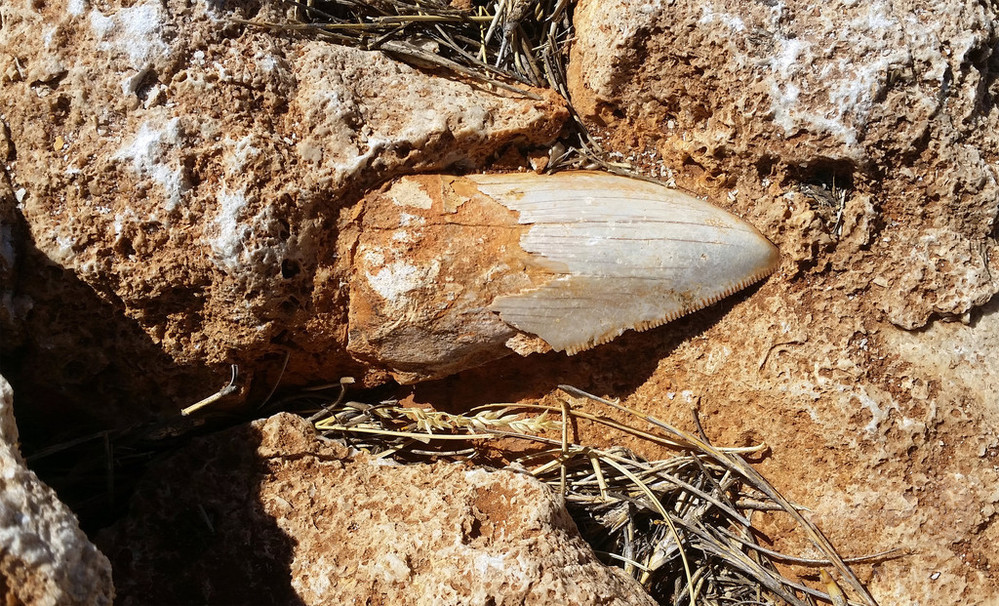 化石 メガロドンの歯 [MG224] サメ-