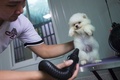 ミャンマー・ヤンゴンの犬カフェで、シャンプー後にドライヤーをかけてもらう犬（2017年7月15日撮影）。(c)AFP/Ye Aung THU