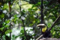 中米コスタリカ第2の都市、アラフエラの動物救護センター、ズー・アベで、「義くちばし」を装着したオオハシのグレシア（2016年8月10日撮影）。(c)AFP/Ezequiel Becerra
