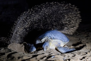 絶滅危惧種アオウミガメ、都市海岸で見守られ産卵 パキスタン