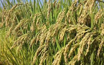 中国でハイブリッド稲の単位収量が過去最高を更新