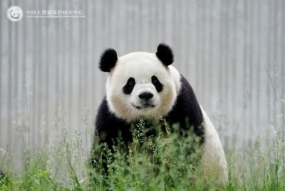 ジャイアントパンダのバオリーとチンバオ 15日から米国に10年滞在