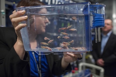 魚の胚で毒性検査、中国企業にスイス発明展グランプリ