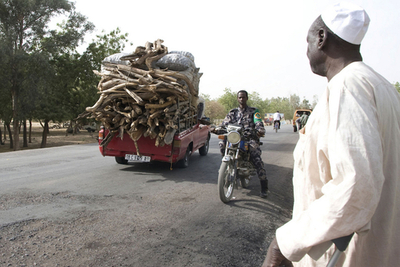 庶民の燃料「木炭」の使用禁止、砂漠化進行防止のため チャド