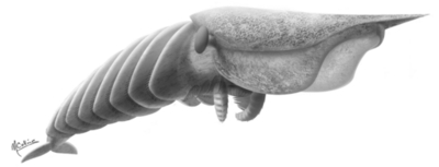 5億500年前の肉食節足動物の化石標本、米スミソニアン博物館