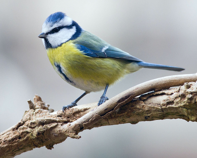 庭園に小鳥のさえずり、ドイツ北部