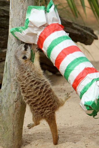 食べ物はどこ？動物たちにもXマスプレゼント、シドニー