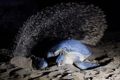 絶滅危惧種アオウミガメ、都市海岸で見守られ産卵 パキスタン