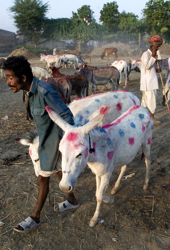ロバも着飾るロバの展示見本市