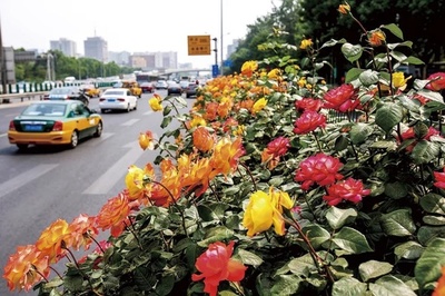 5月の「花の海」 北京コウシンバラ文化フェスティバルが盛大に開幕