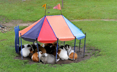 ぎゅうぎゅう詰めで雨宿り、ドイツ動物園のモルモット