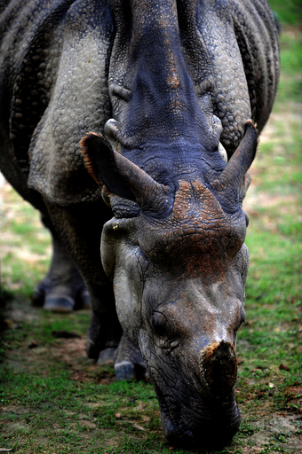 今年だけで21頭死亡、ダッカ動物園 飼育員の無能が原因