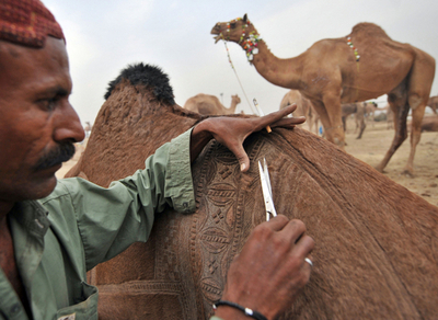 家畜市のラクダ、「毛皮版タトゥー」でおしゃれに?