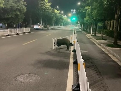 中国複数の地域でイノシシによる被害多発