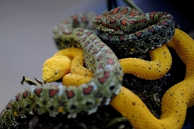 世界の広い地域でヘビが激減、気候変動が原因か